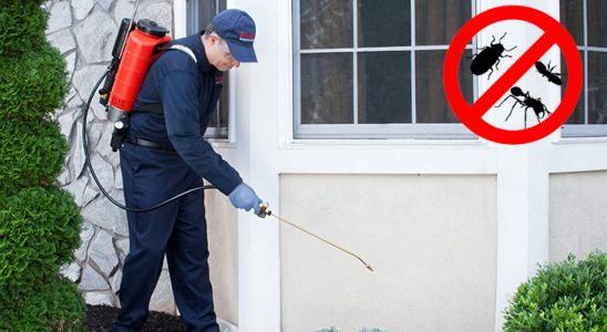 Yapraklı Kemirgen İlaçlama böcek ilaçlama ve haşere kontrolü — ilaclama-tr.com